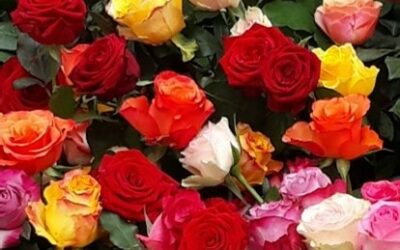 Une fleur, une vie : accompagner le deuil périnatal – le samedi 18 octobre