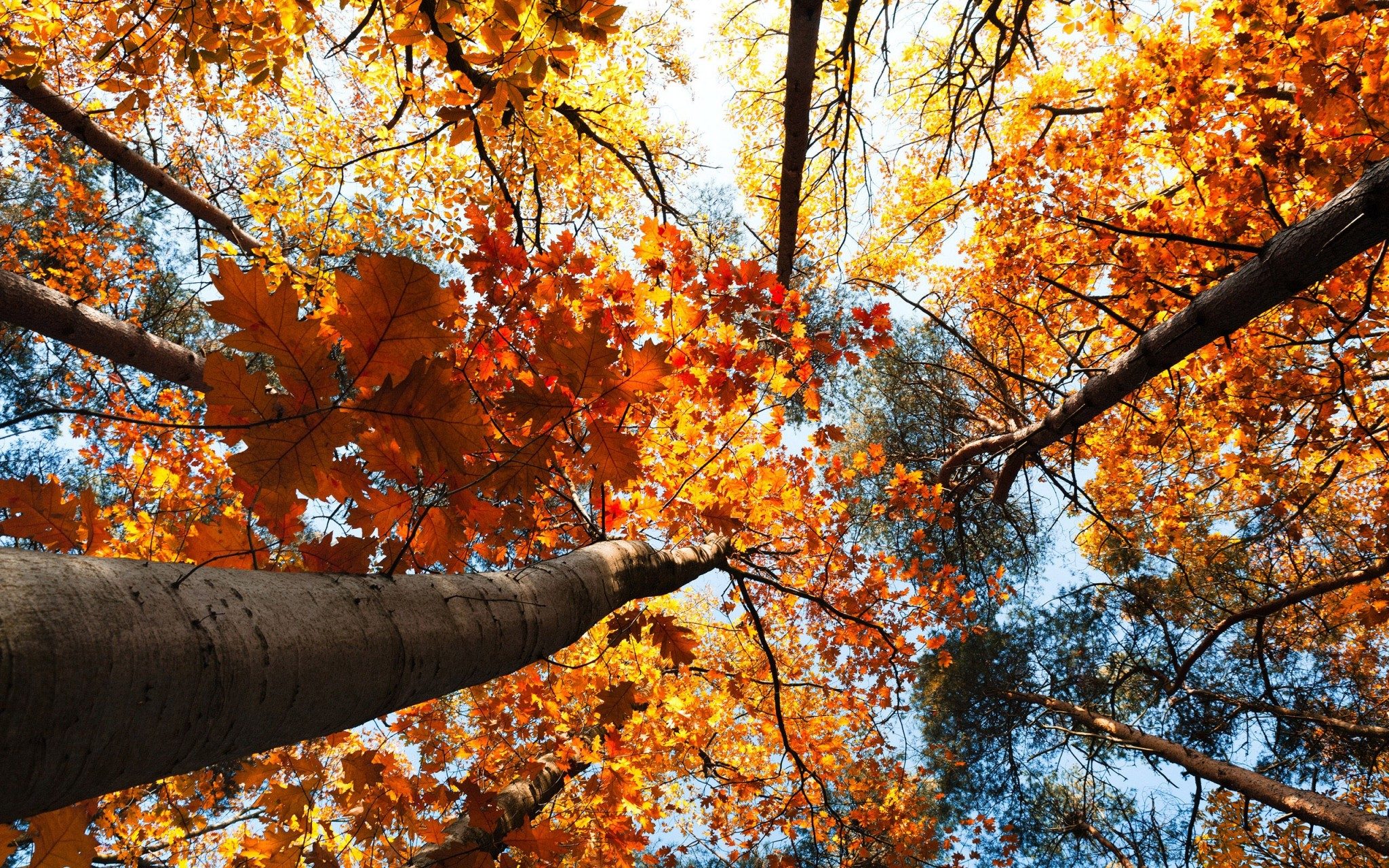 Forest Autumn Trees Yellow Leaves Sky View To Top 2560x1600