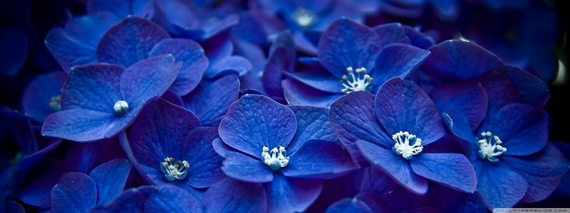Blue Hortensia 1920×1080